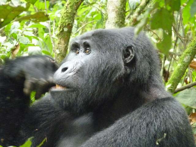 /wp-content/uploads/2022/07/silverback-lodge-buhoma-bwindi-3.jpg