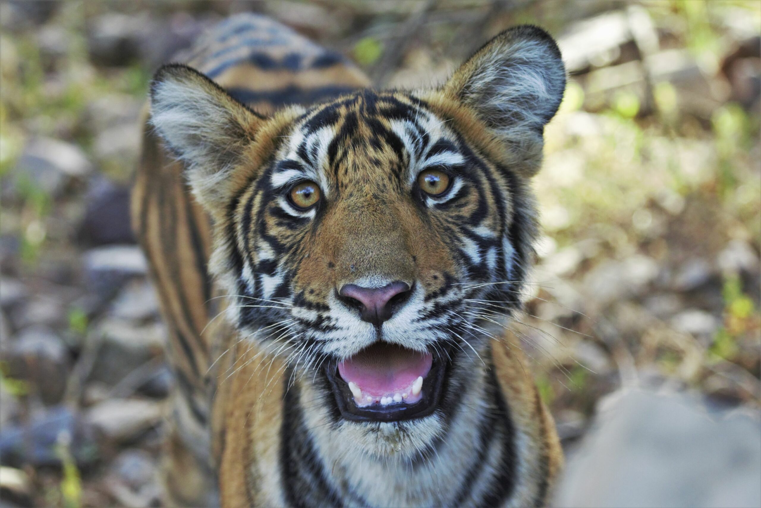 /wp-content/uploads/2022/07/tiger-scaled.jpg