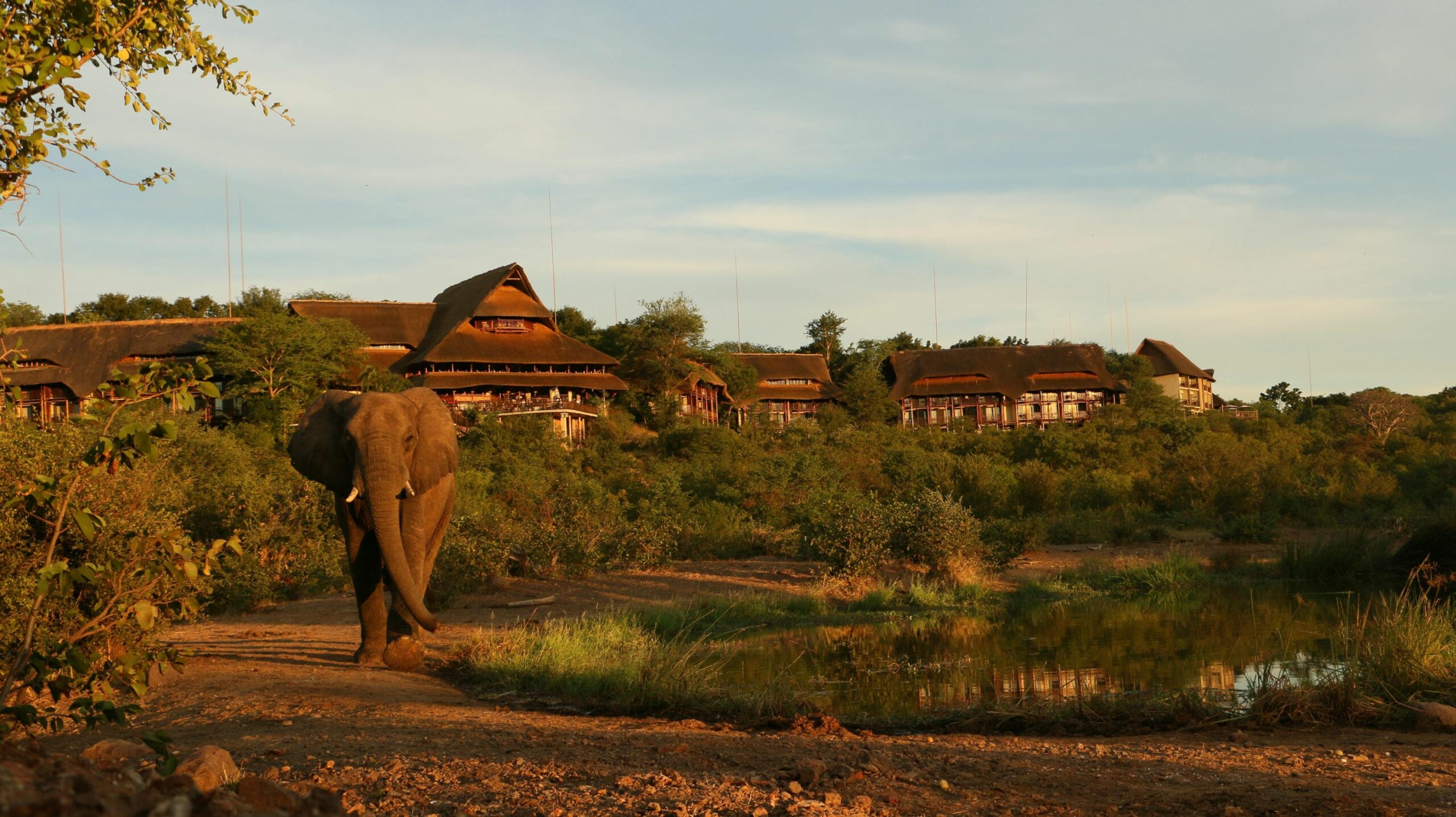 https://www.trackssafaris.co.uk/wp-content/uploads/2022/07/vfsl_image_with_ele_in_front3-scaled.jpg