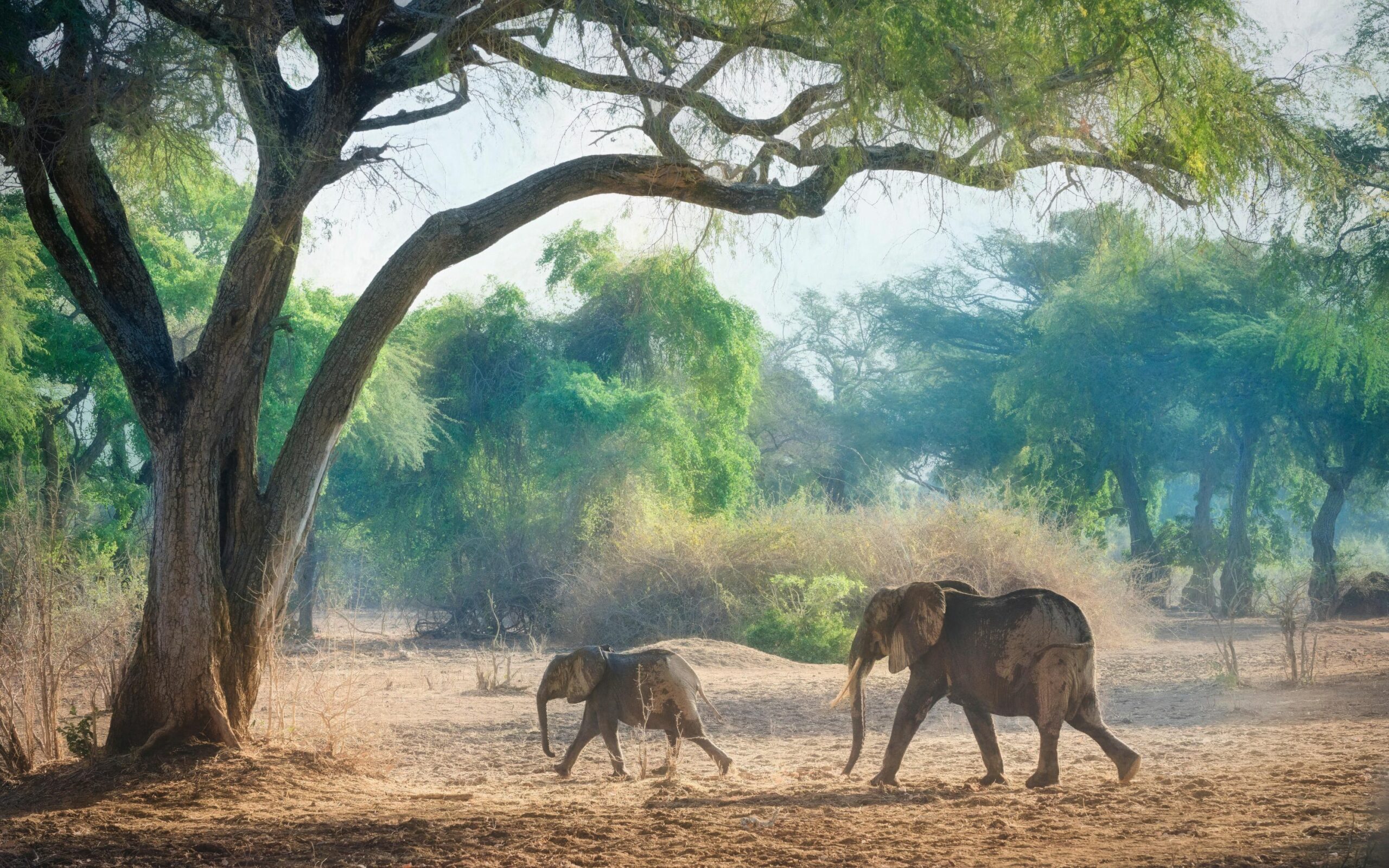 https://www.trackssafaris.co.uk/wp-content/uploads/2022/07/vicki_jauron_140-scaled.jpg