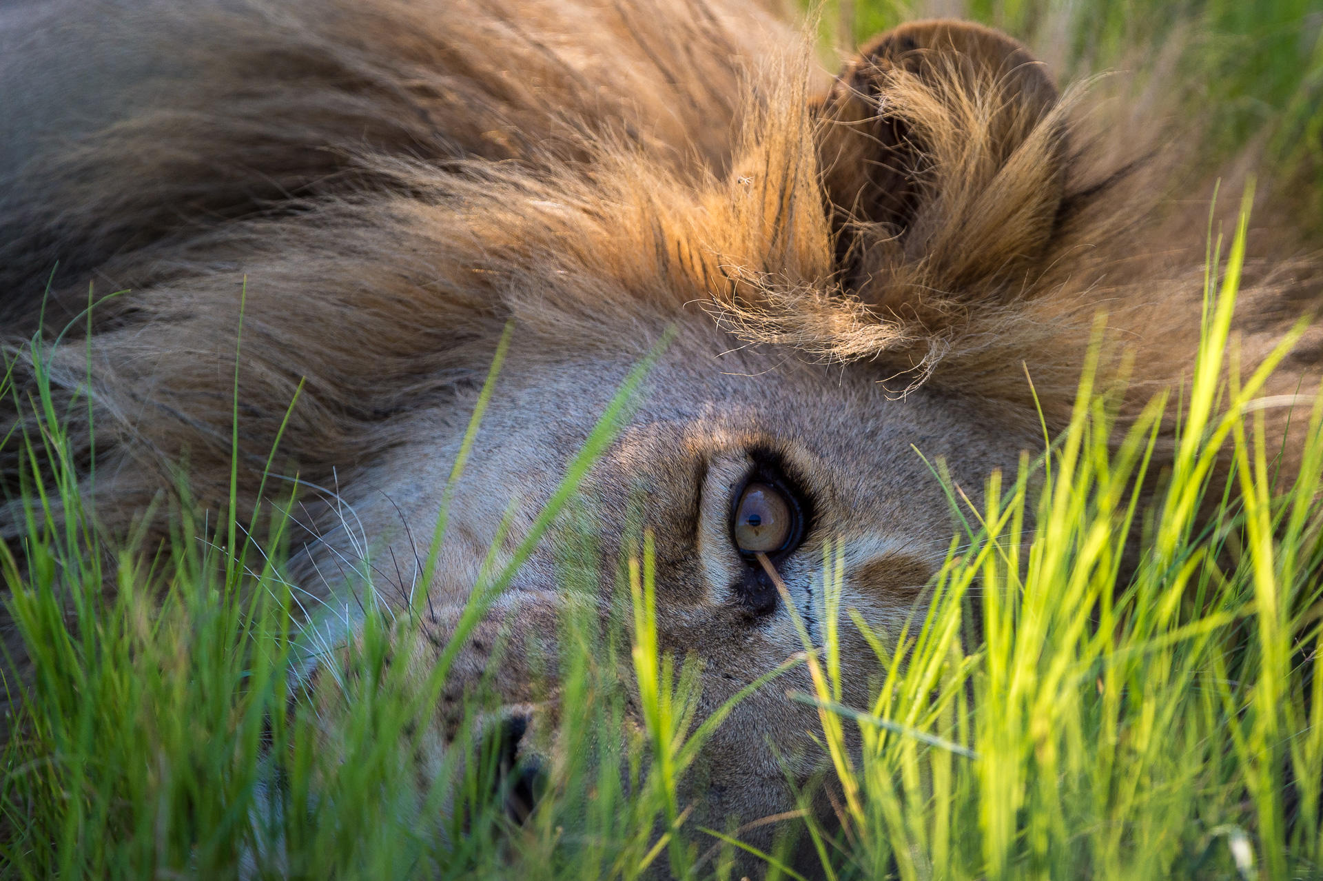 15 night Botswana Wilderness Experience – Top Range Luxury Tented Flying Safari