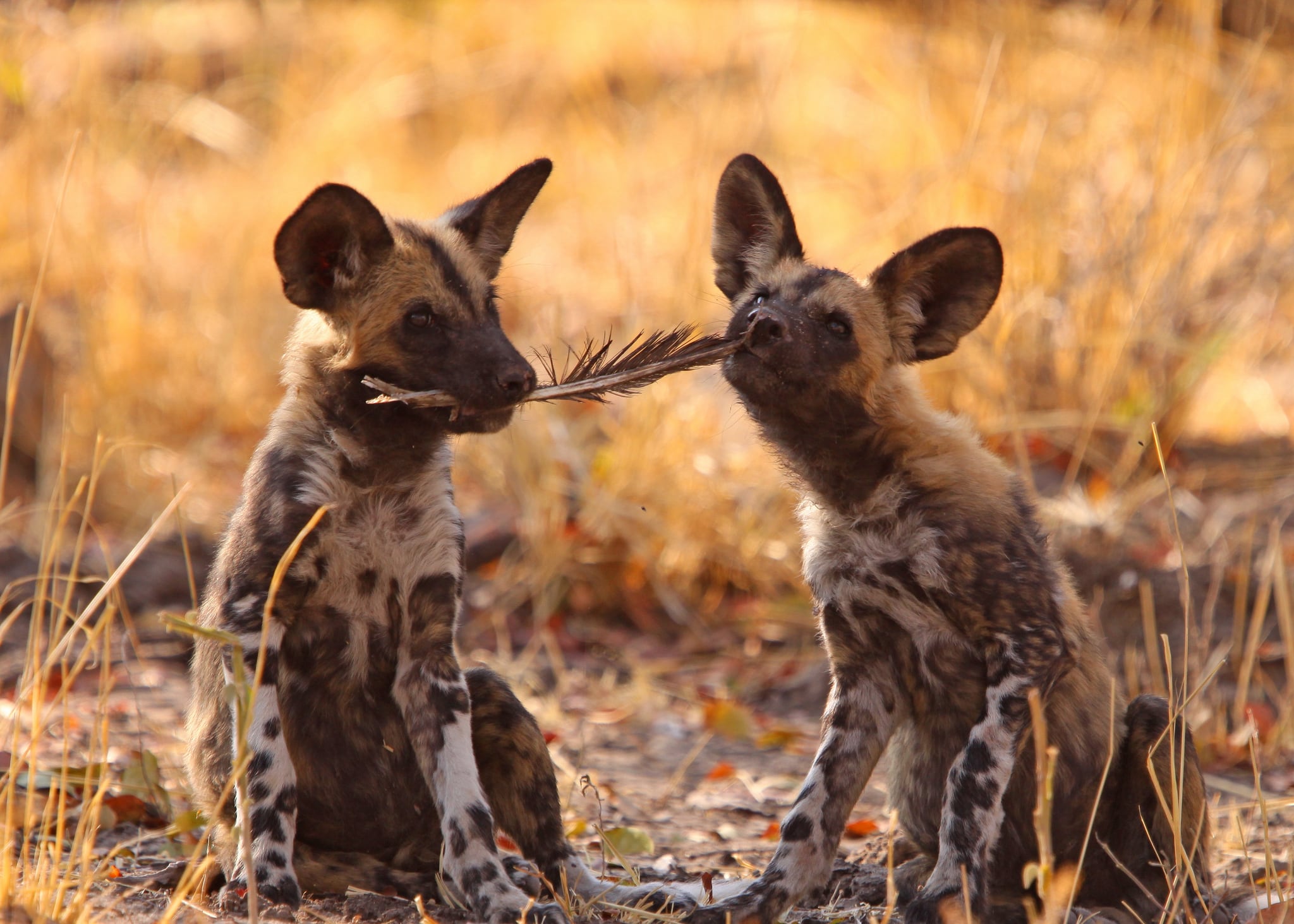 https://www.trackssafaris.co.uk/wp-content/uploads/2022/07/wild_dog_13.jpg