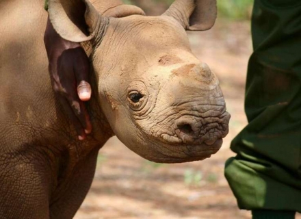9 Night Kenya Safari and Rhino Tracking Conservation Experience