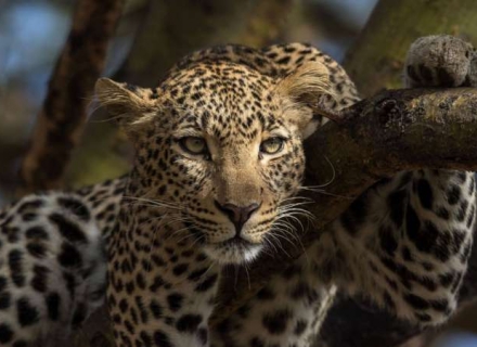 8 Night Kicheche Mara Wilderness Walking Safari and Kicheche Laikipia Camp