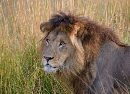 7 Night Kenya Lion Research Safari