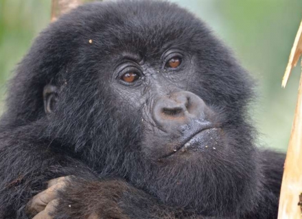 11 Night Uganda and Rwanda Extravaganza with Volcanoes Safaris