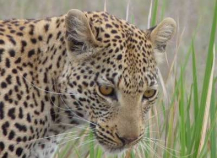 12 Night Kenya And Tanzania Highlights Small Group Safari