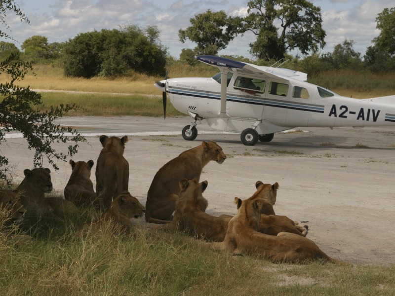 /wp-content/uploads/2022/09/LIONS-ON-AIRSTRIP-BRIAN-WORSLEY2.jpg