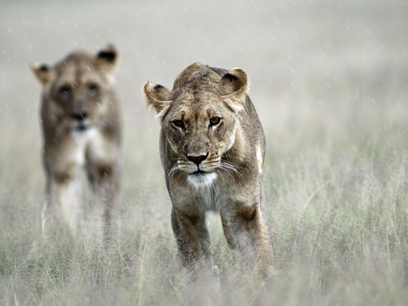 /wp-content/uploads/2022/09/kalahari-lions-caroline-cuthbert.jpg
