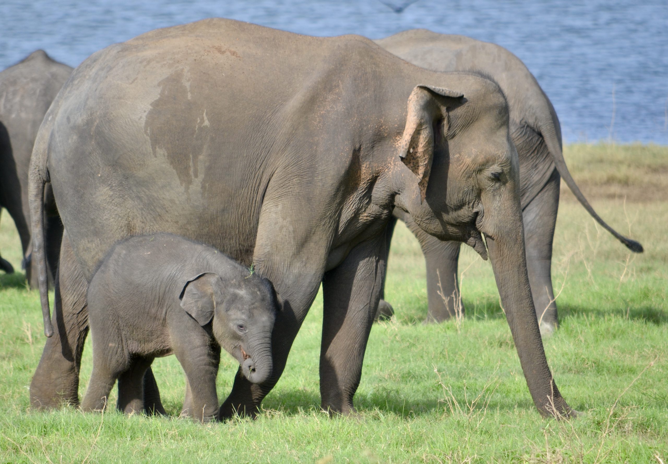 14 NIGHTS – ESSENCE OF SRI LANKA – SPECIAL OFFER FOR MAY, JUNE AND JULY 2023