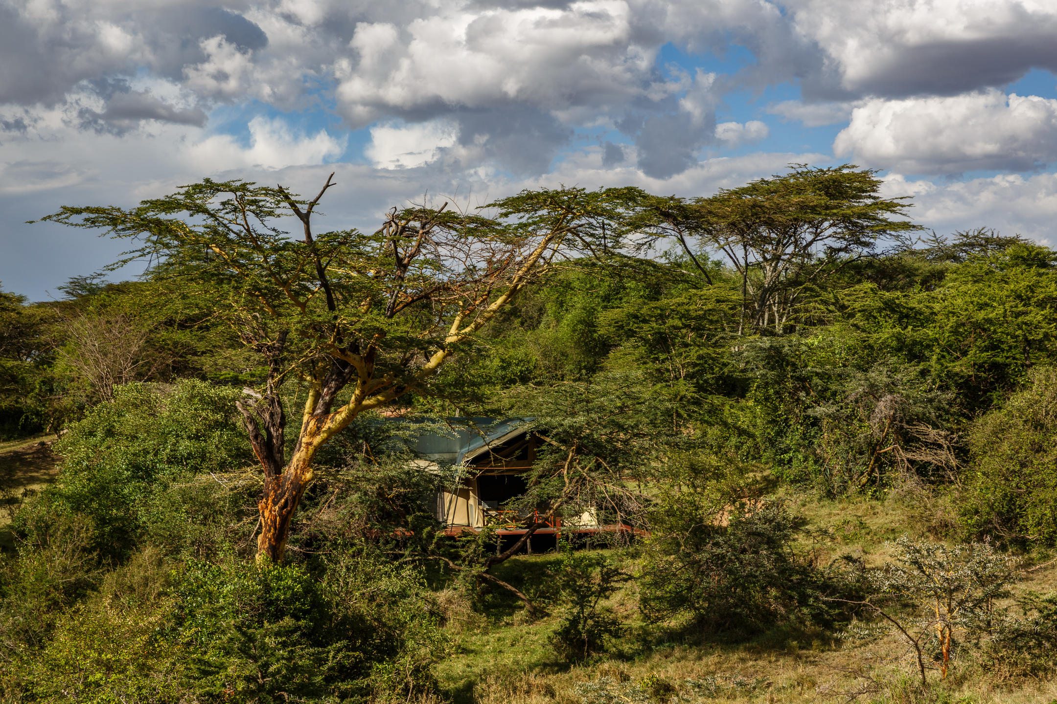 Porini Mara Camp – Ol Kinyei Conservancy