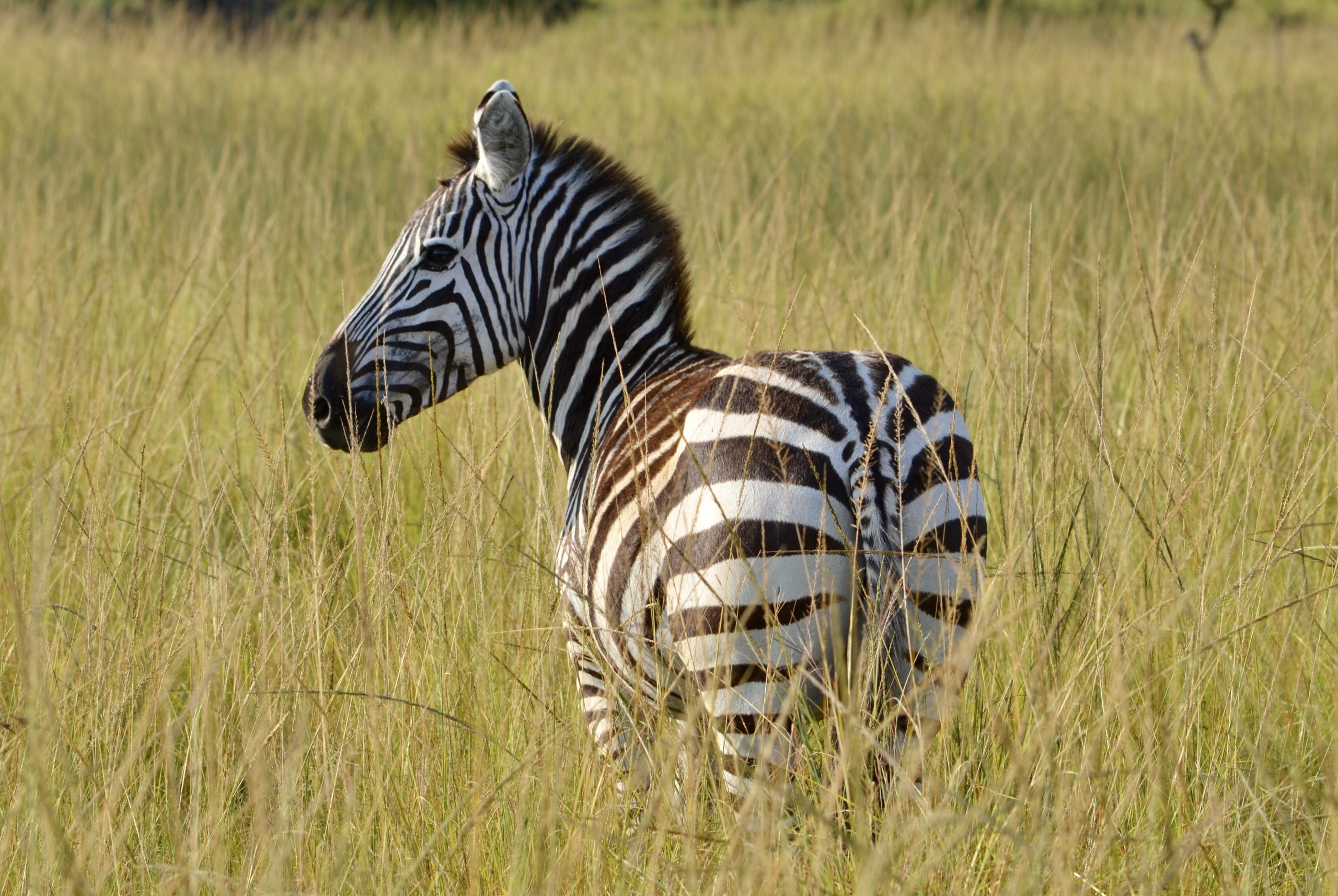 No Single Supplement Safaris – Solo Safaris