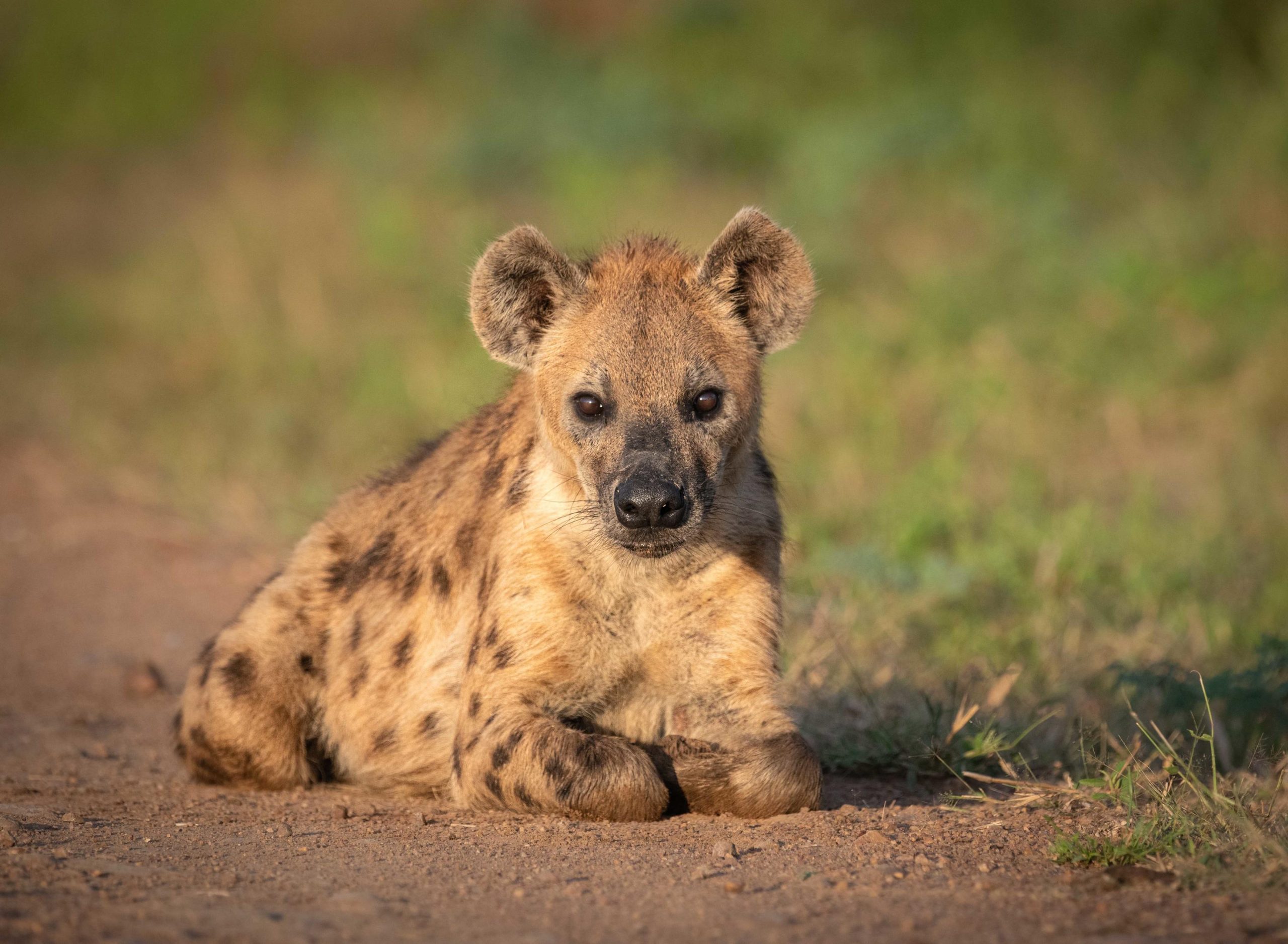 15 Night Luxury Zambia and Malawi Eco Safari