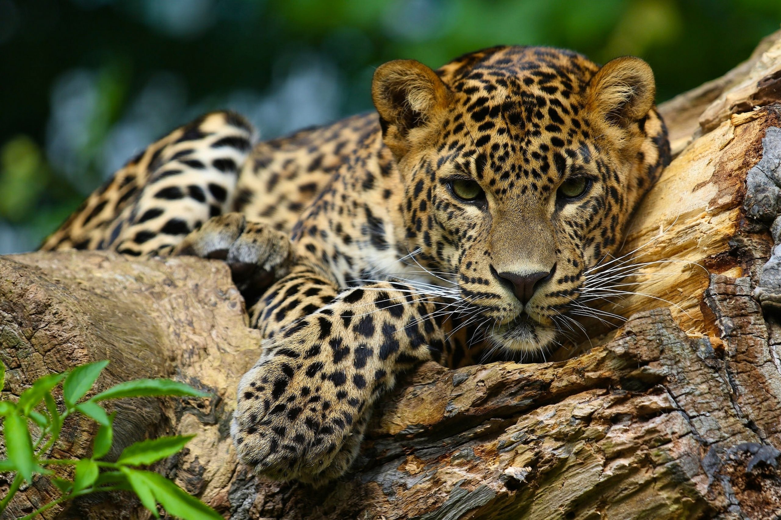 16 Night/17 day Luxury Amazon, Pantanal and Rio Conservation Journey