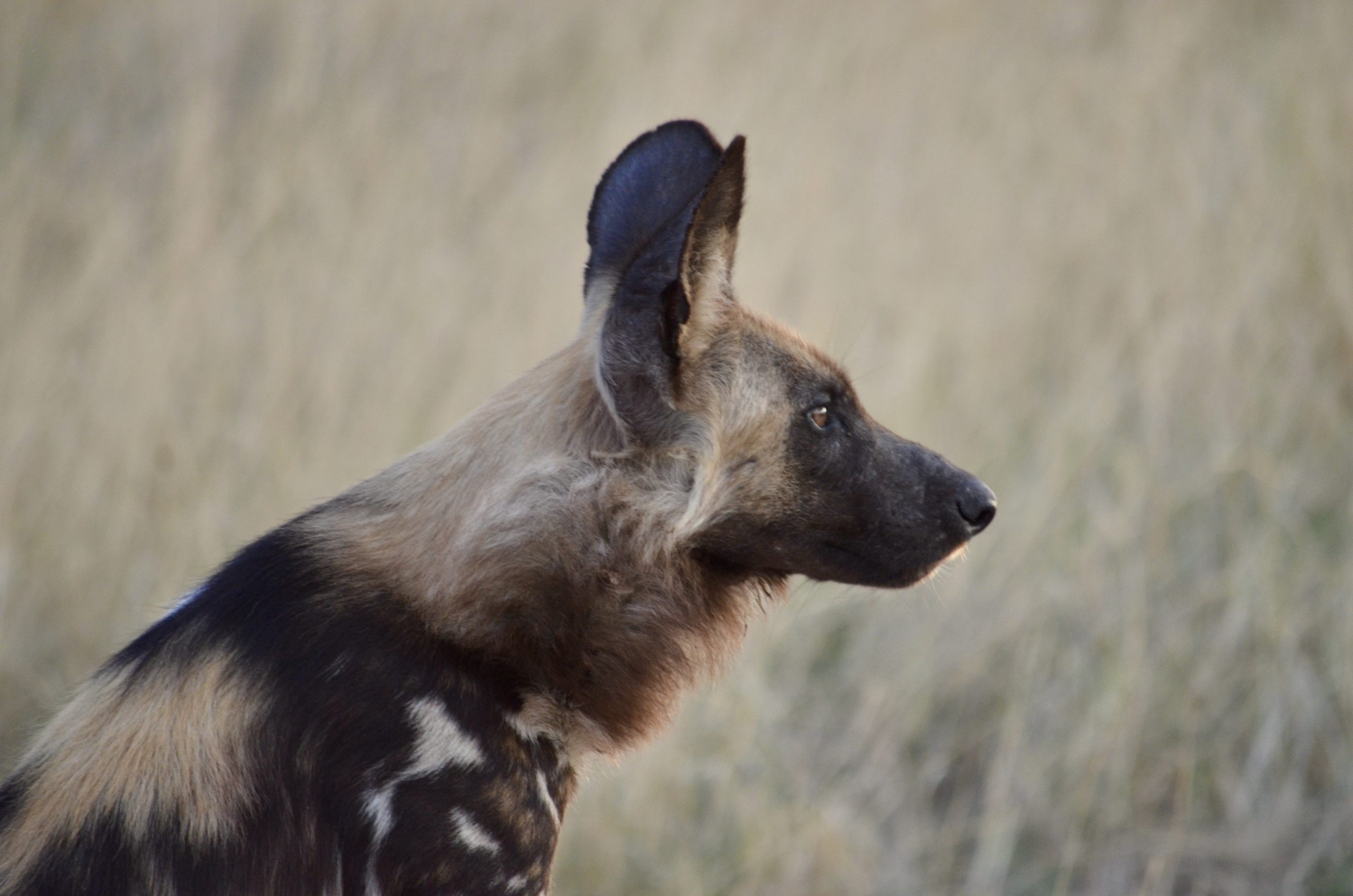 Best Places in Africa to View Wild Dogs!