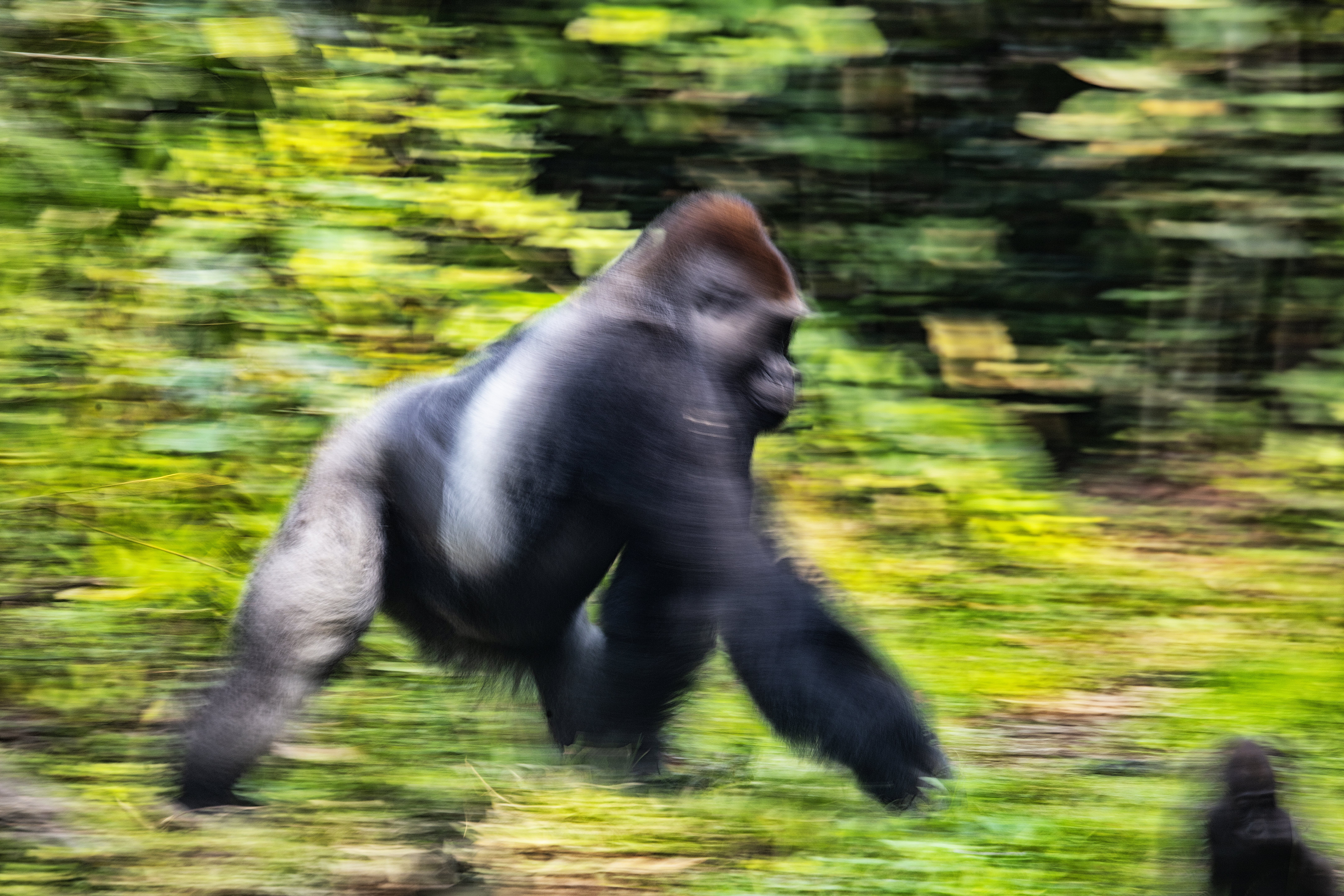 9 Night Safari to the Congo Basin – Rainforest Journey