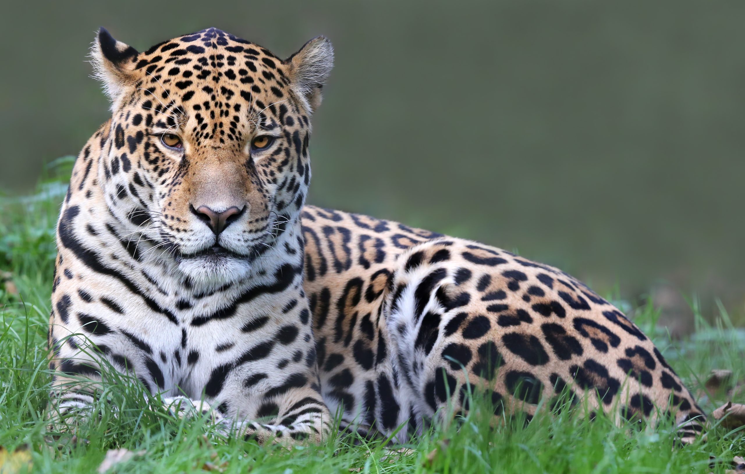 12 Nights/13 Days North and South Pantanal