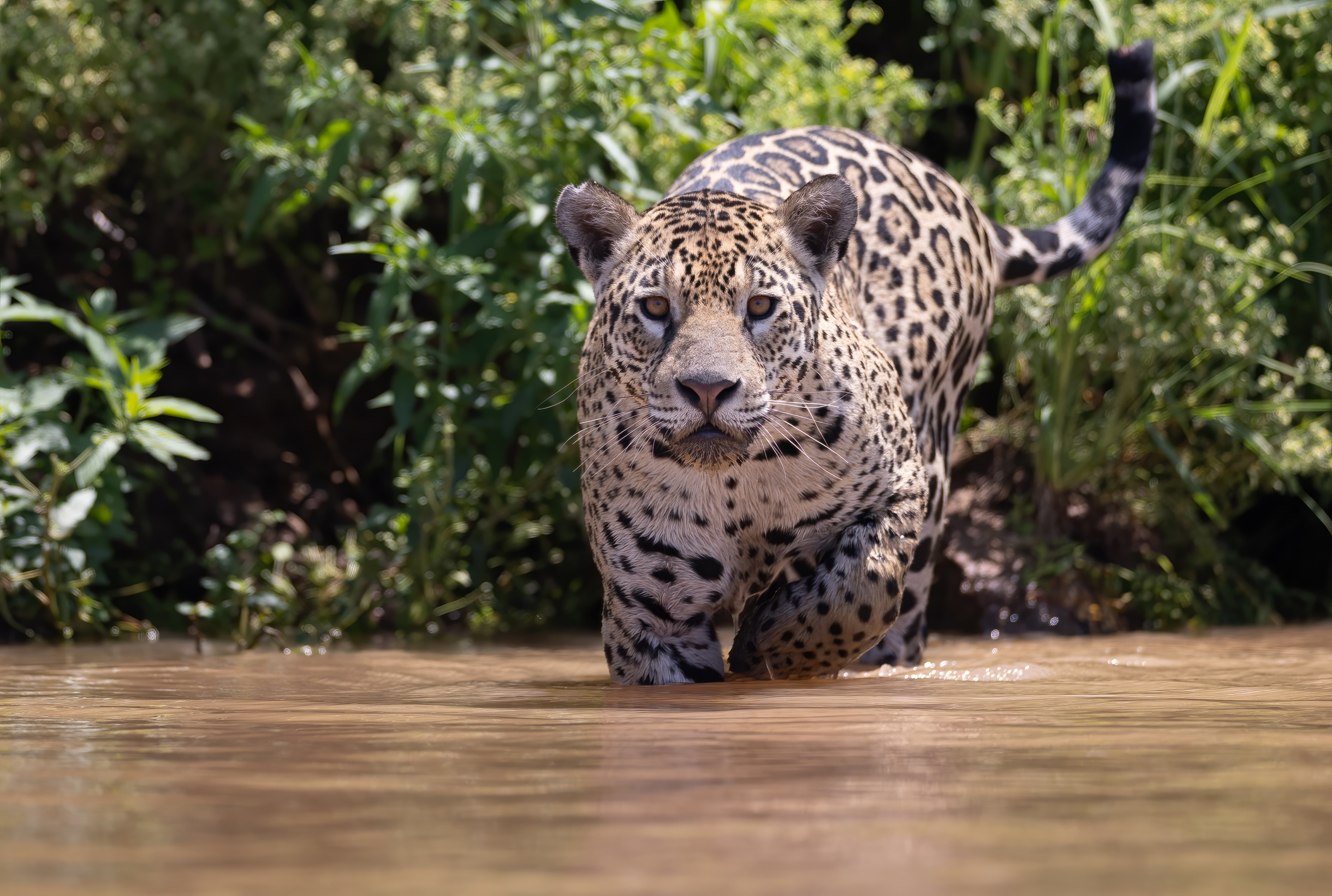 10 Night/Eleven Day Wildlife of the Northern Pantanal