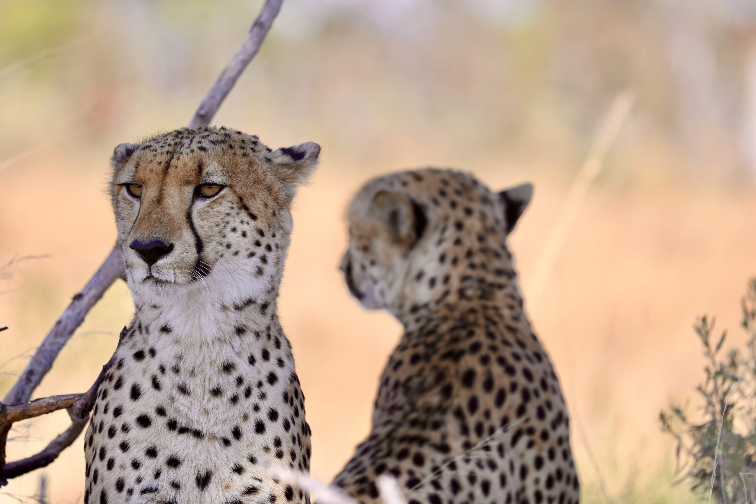 6 night Central Kalahari Reserve Tented Desert Adventure