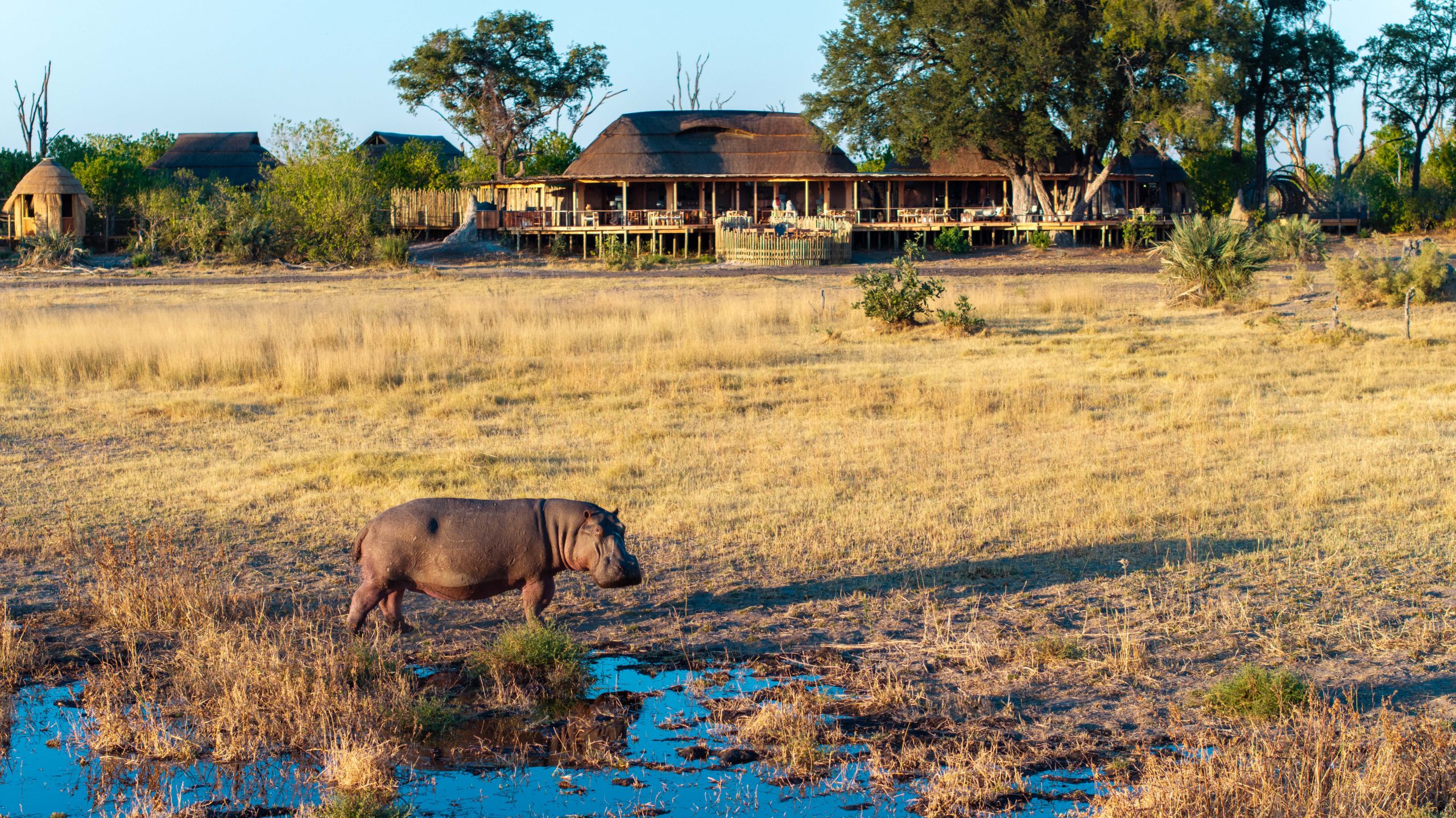 Tawana – Moremi Game Reserve