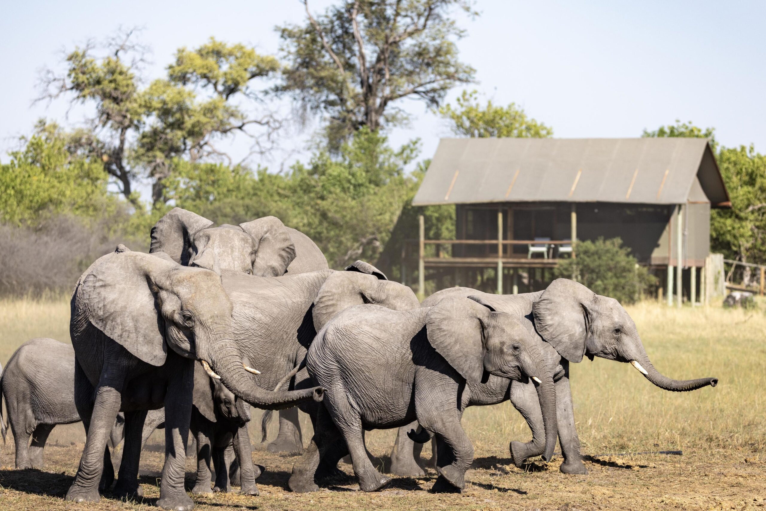 Mokolwane – Southern Okavango Delta