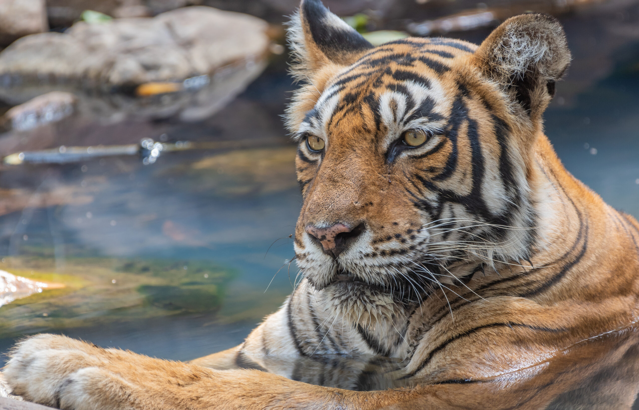 17 Night India’s Big Five Adventure