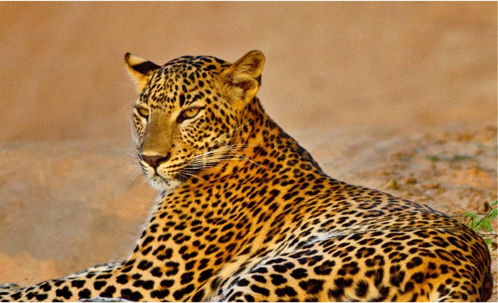 Sri Lanka Photographic Safari in August 2026