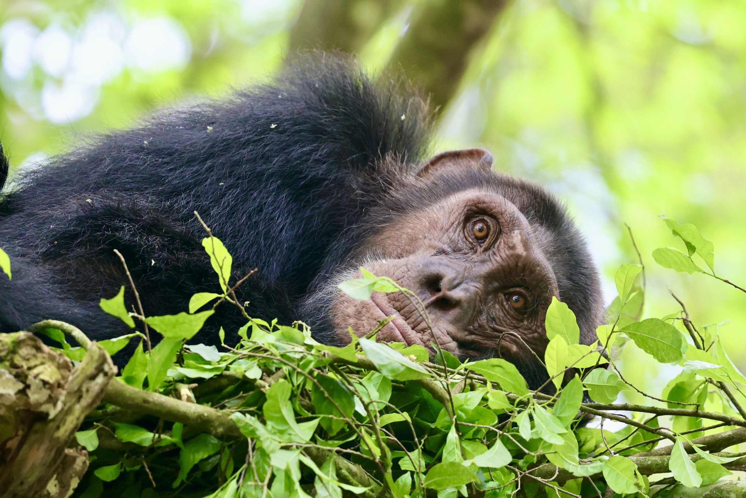 Uganda done differently