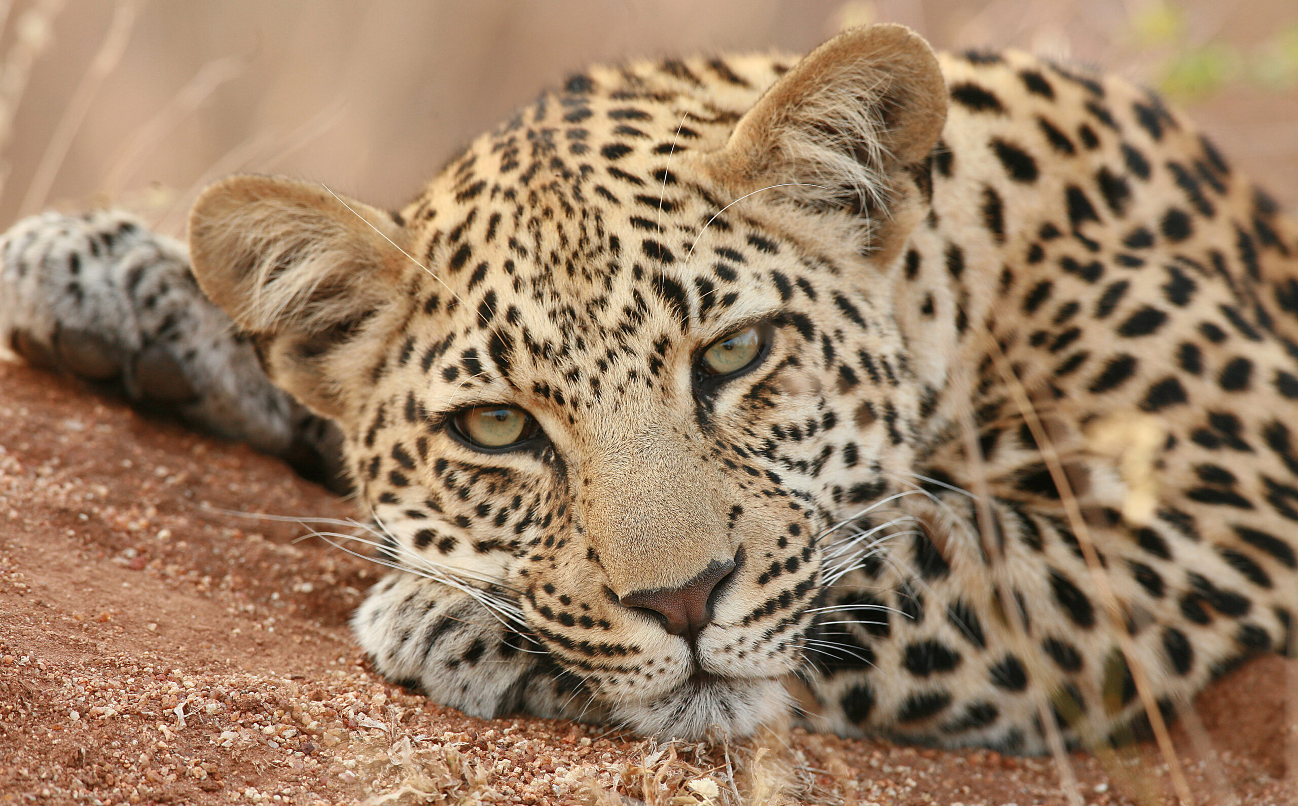 10 Night &Beyond Luxury Flying Safari and Mnemba Island