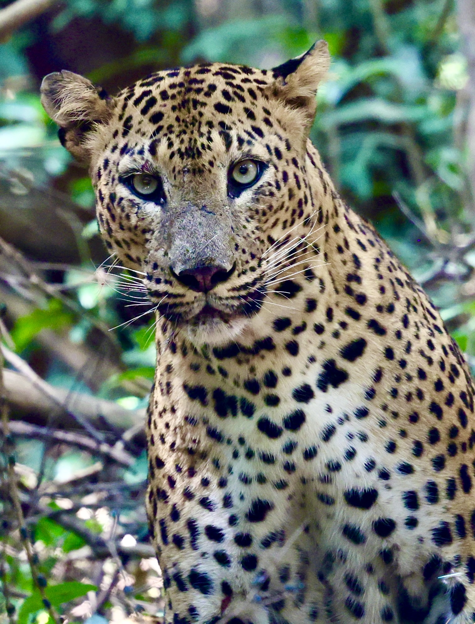 A wildlife journey through Sri Lanka