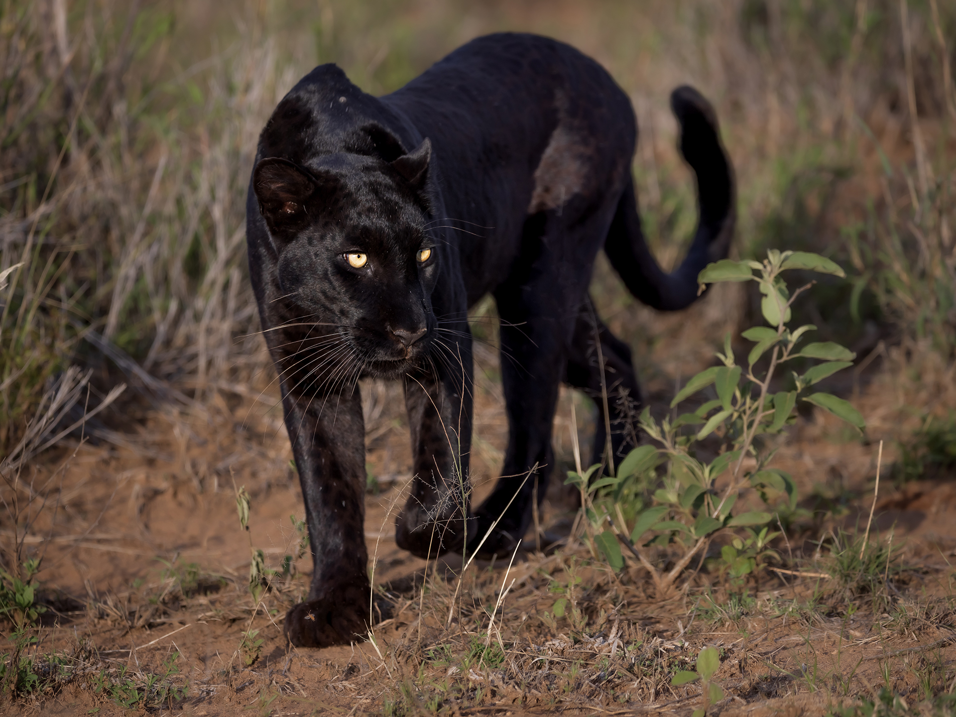 Laikipia Wilderness