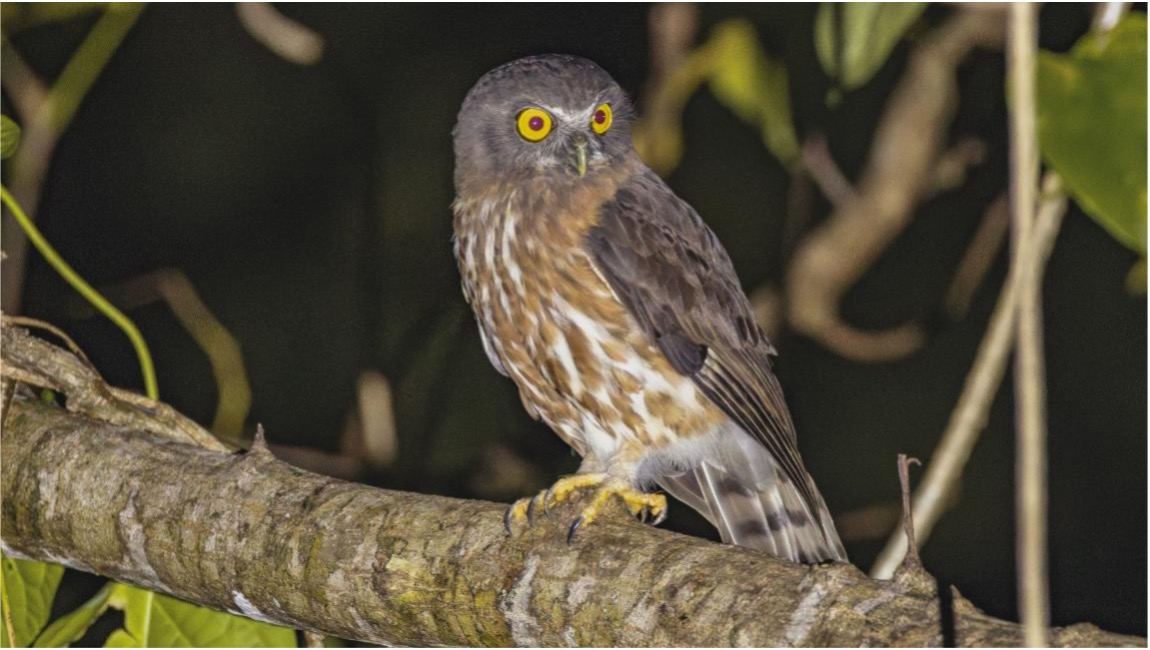 11 Night Feathers and Stripes – Andaman Islands and Central India